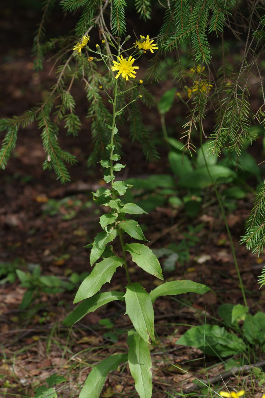 Изображение особи Hieracium vagum.