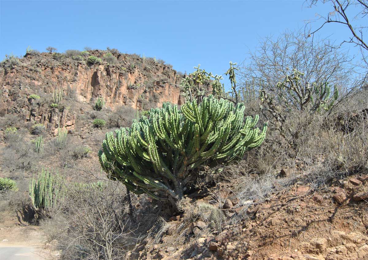 Изображение особи Myrtillocactus geometrizans.