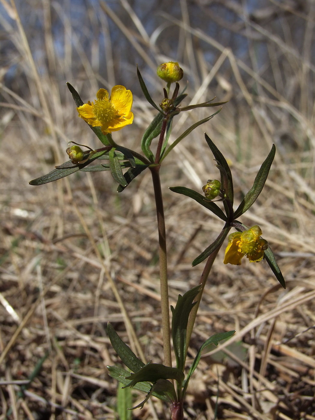 Изображение особи Ranunculus monophyllus.