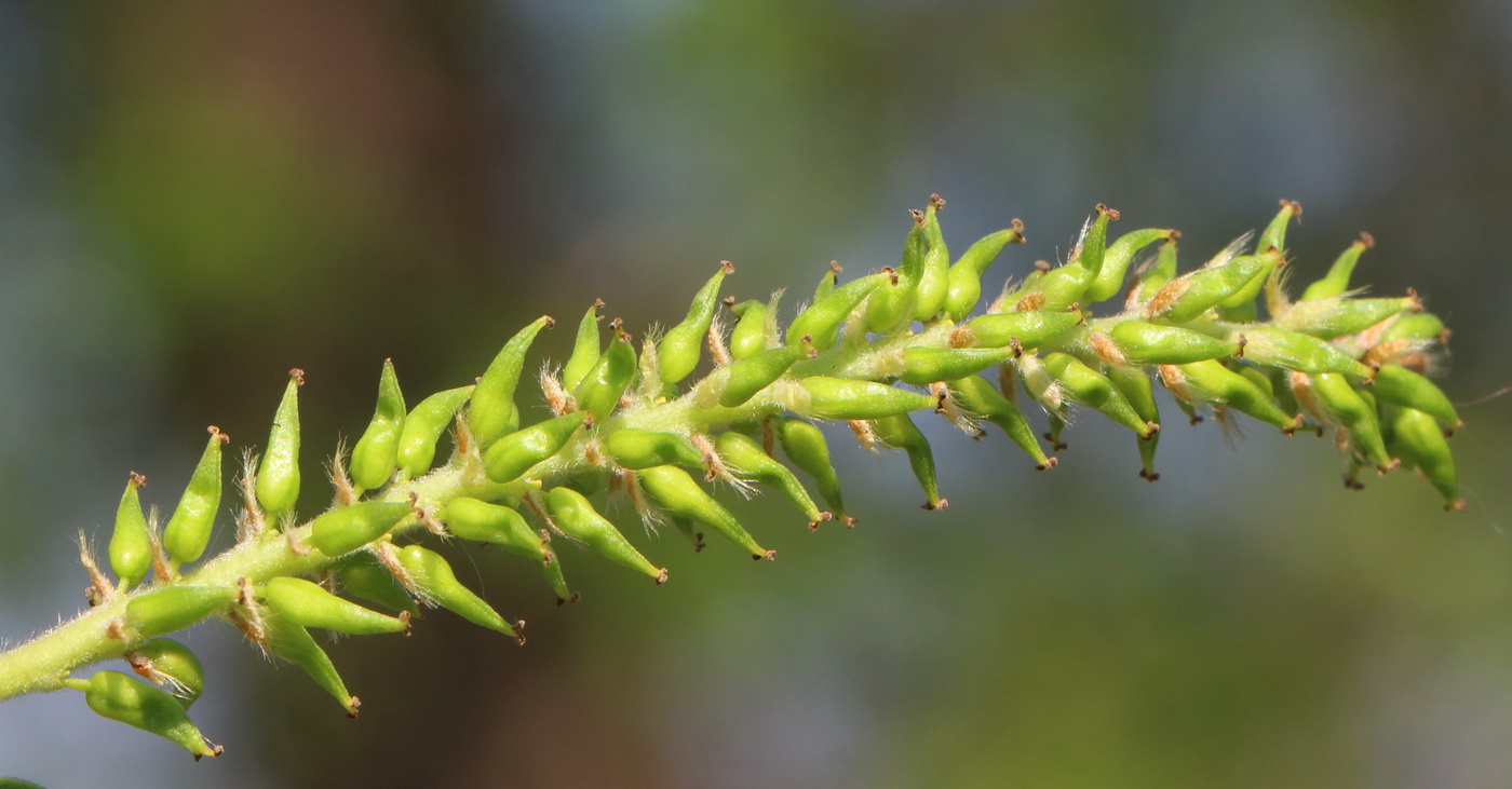 Image of genus Salix specimen.