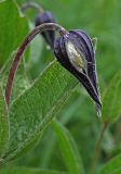 Clematis integrifolia