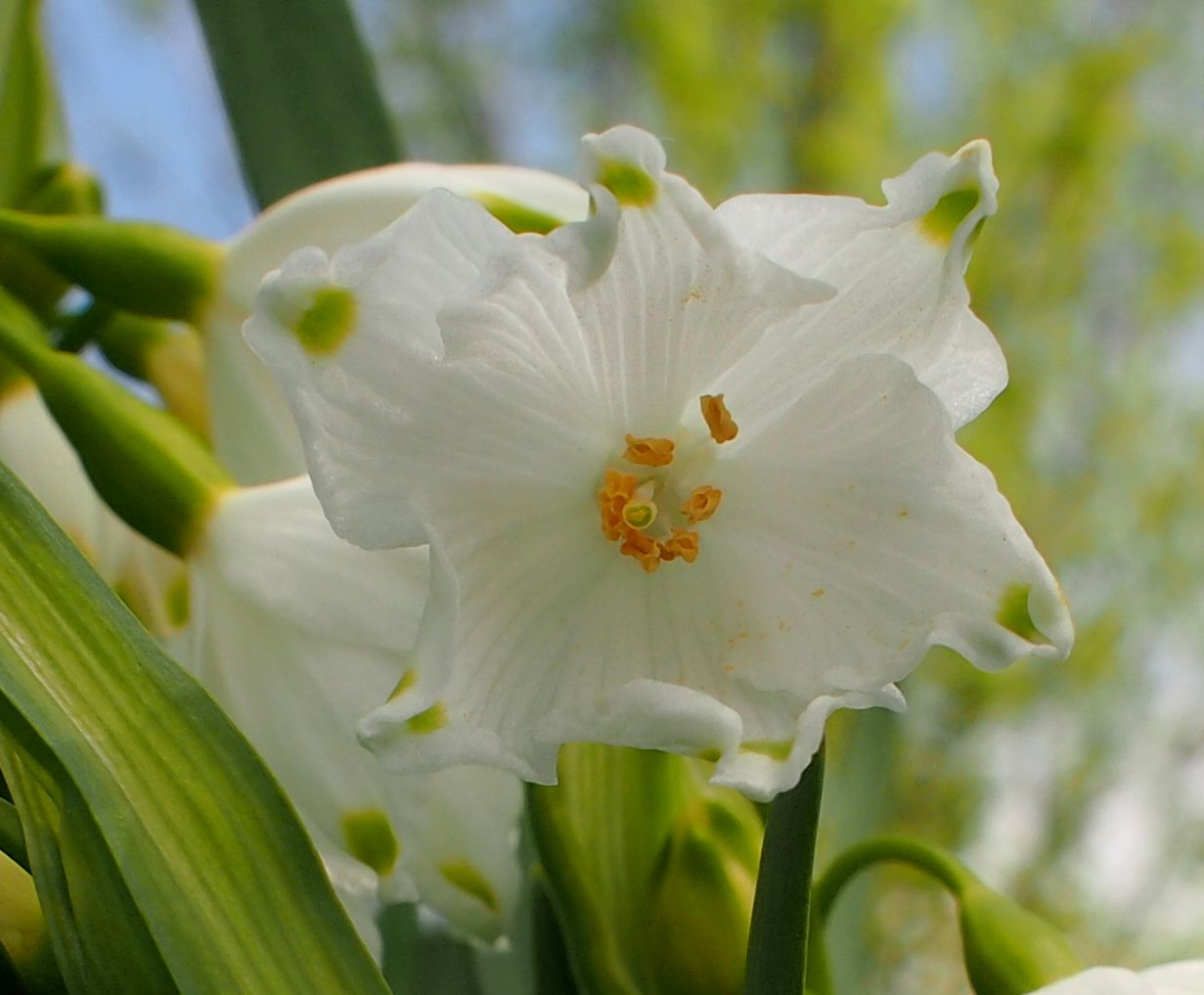 Изображение особи Leucojum aestivum.