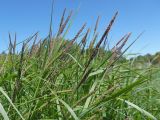 Carex acuta