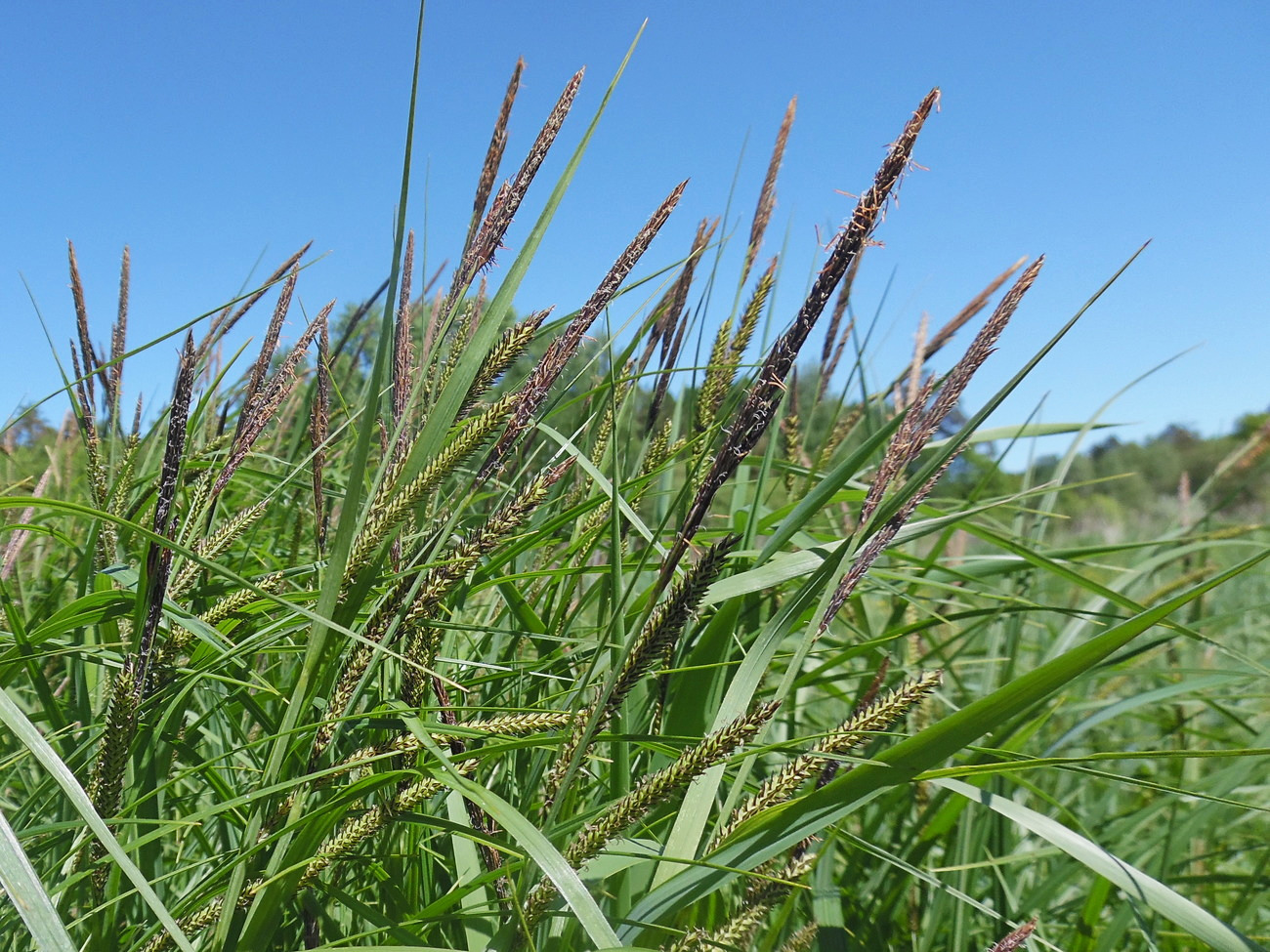 Изображение особи Carex acuta.