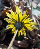 Taraxacum thracicum