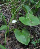 Calla palustris. Цветущее растение в сообществе с Scirpus sylvaticus. Московская обл., Солнечногорский р-н, заболоченный лес, у тропы к Щепкину болоту. 17.06.2018.