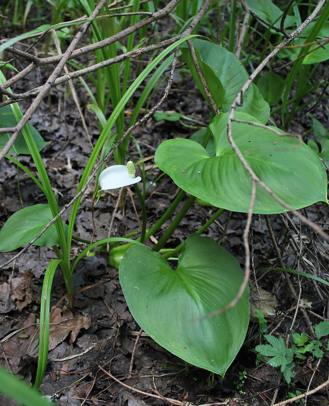 Изображение особи Calla palustris.