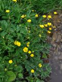 Ranunculus repens