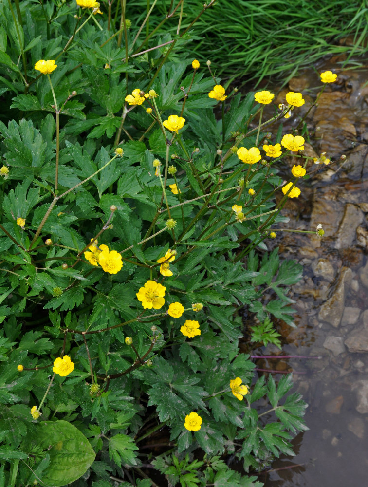 Изображение особи Ranunculus repens.