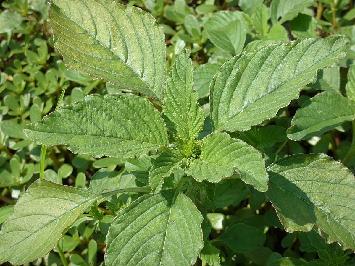 Image of Amaranthus retroflexus specimen.