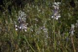 Allium paniculatum