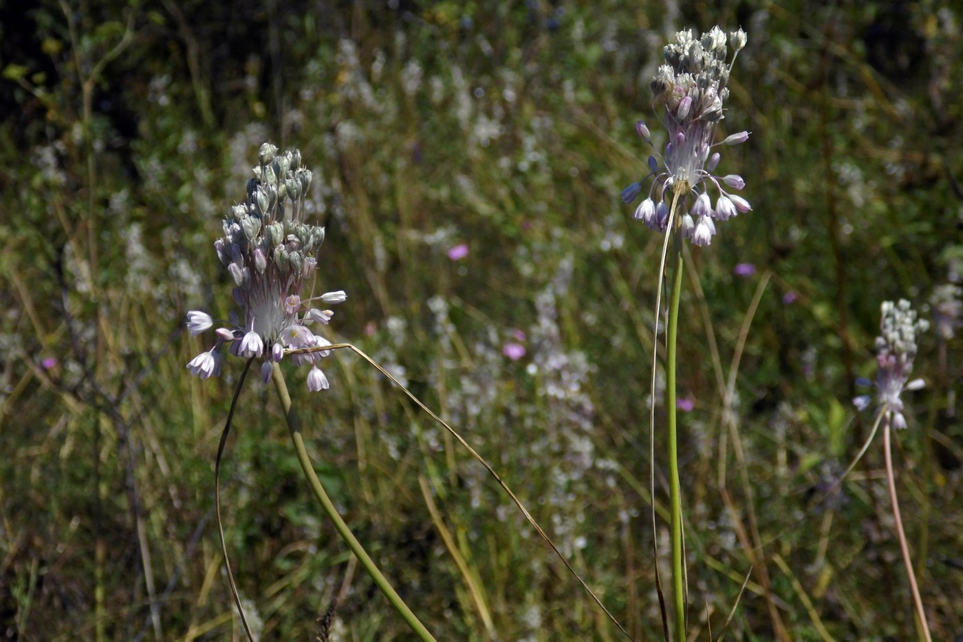 Изображение особи Allium paniculatum.