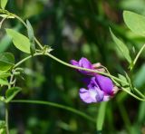 Lathyrus humilis