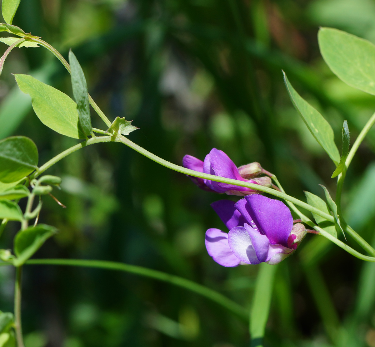 Изображение особи Lathyrus humilis.