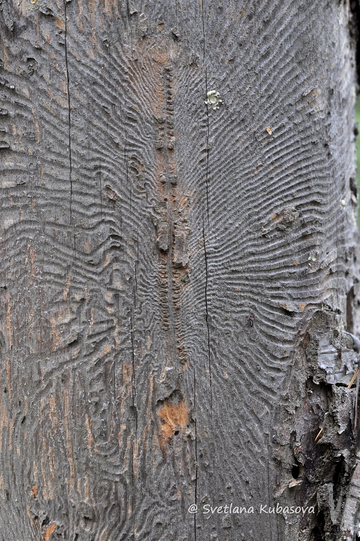 Image of Betula pendula specimen.