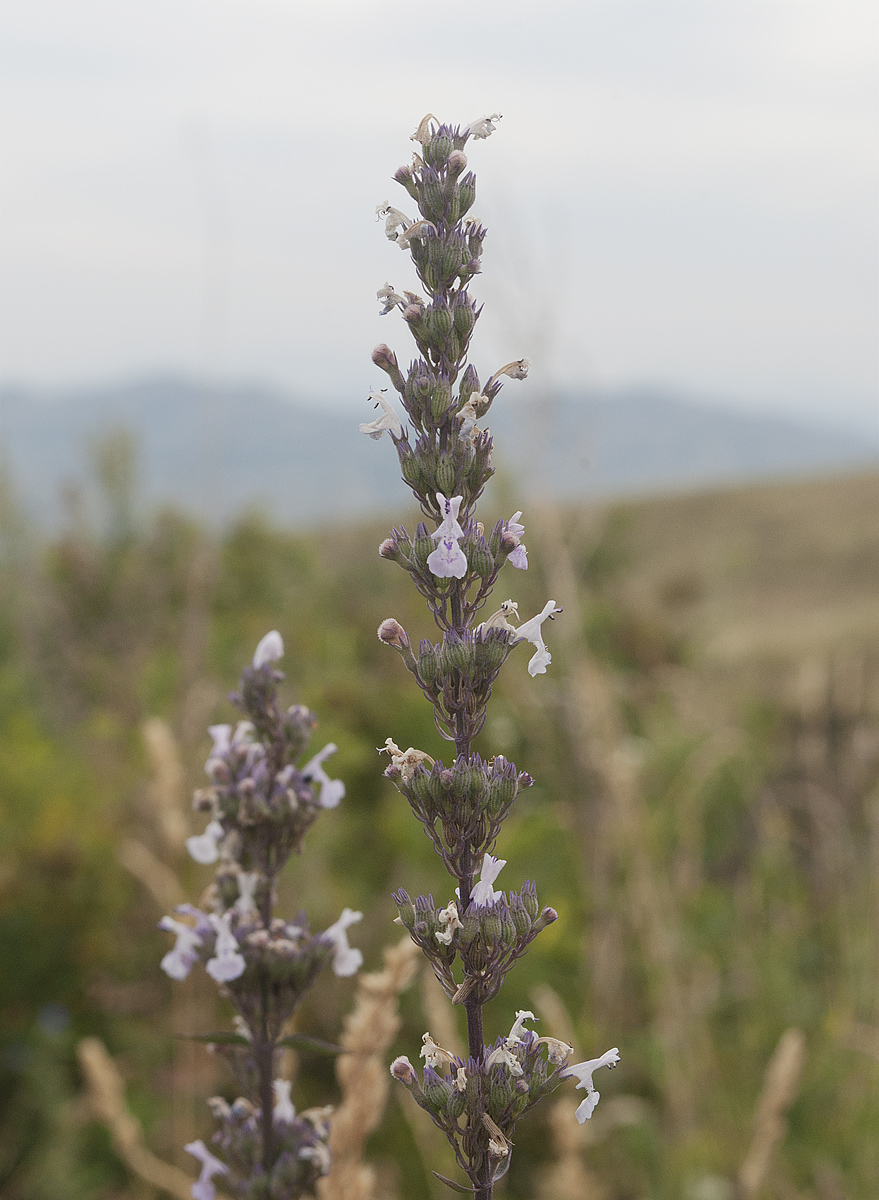 Image of Nepeta nuda specimen.