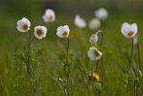 Anemone sylvestris. Цветущие растения. Красноярский край, окр. Красноярска. 02.06.2010.