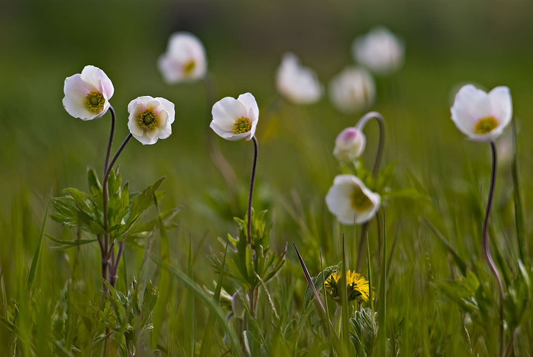 Изображение особи Anemone sylvestris.