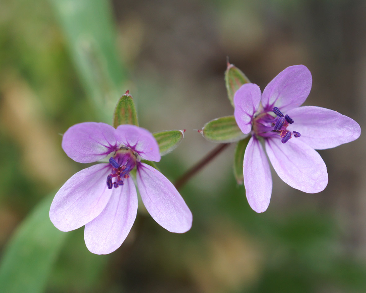 Изображение особи Erodium cicutarium.