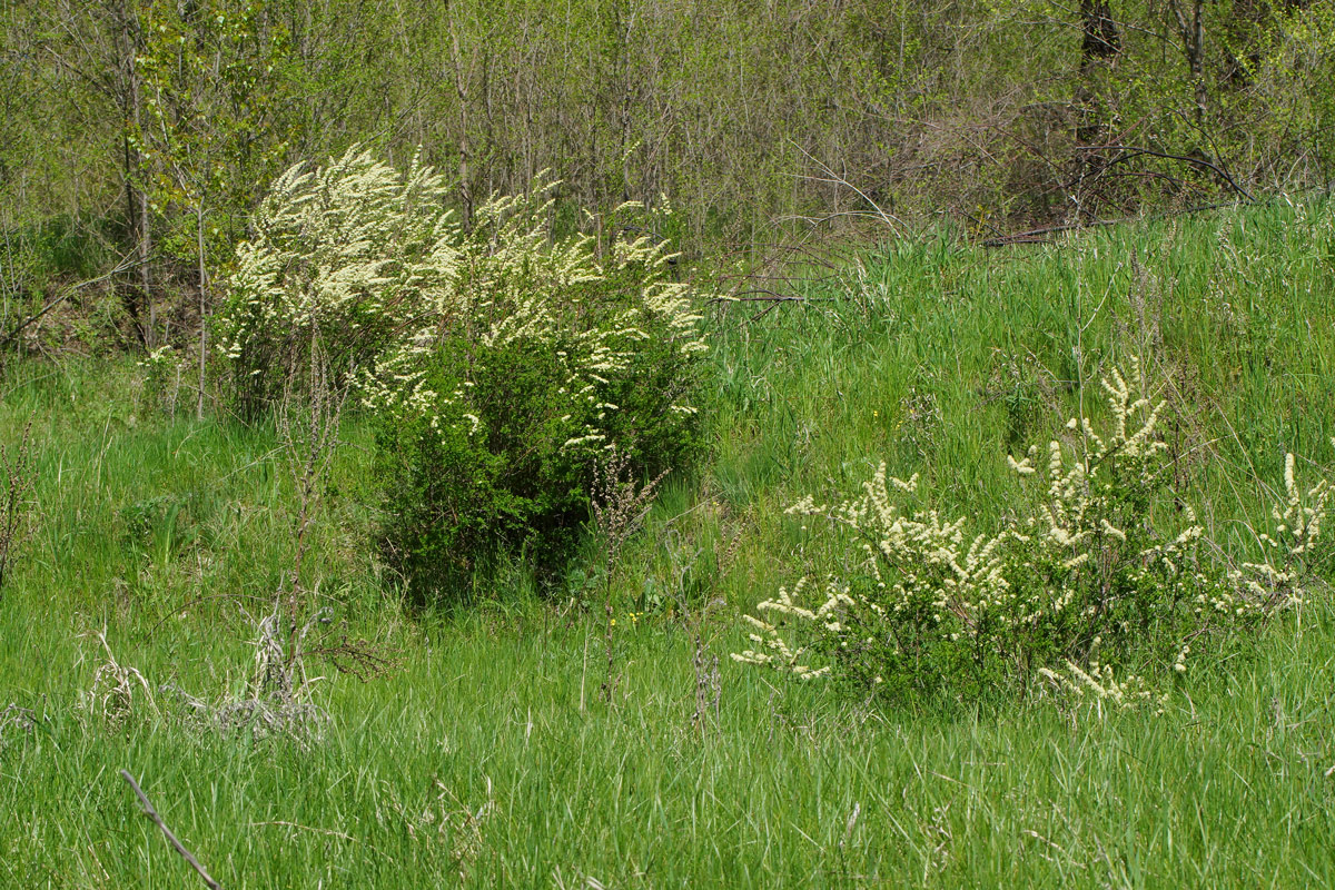 Image of Spiraea hypericifolia specimen.