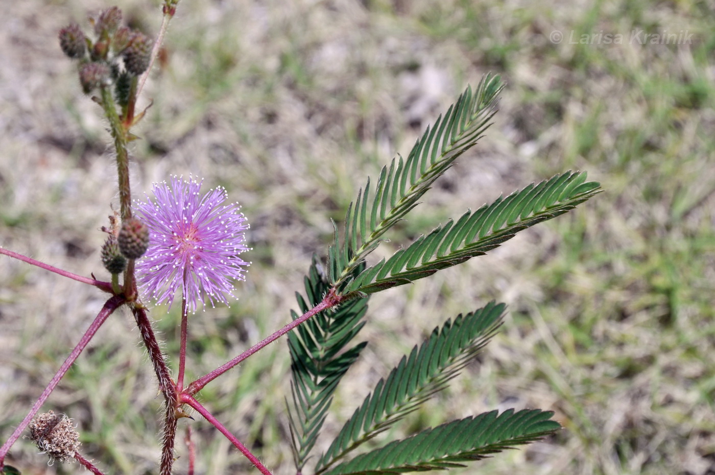 Изображение особи Mimosa pudica.