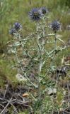 Echinops ritro