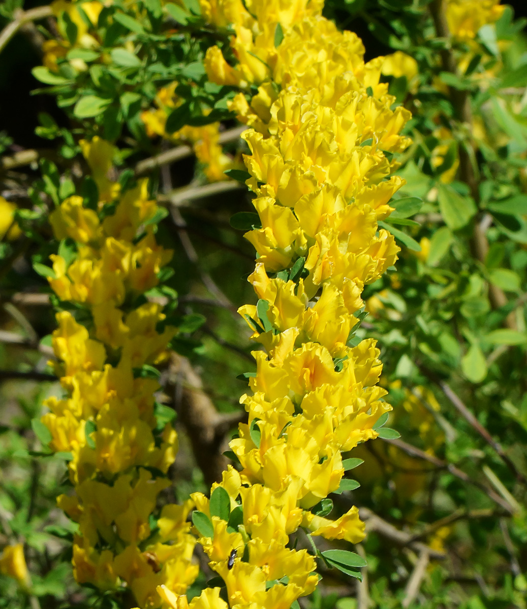 Image of Chamaecytisus ruthenicus specimen.