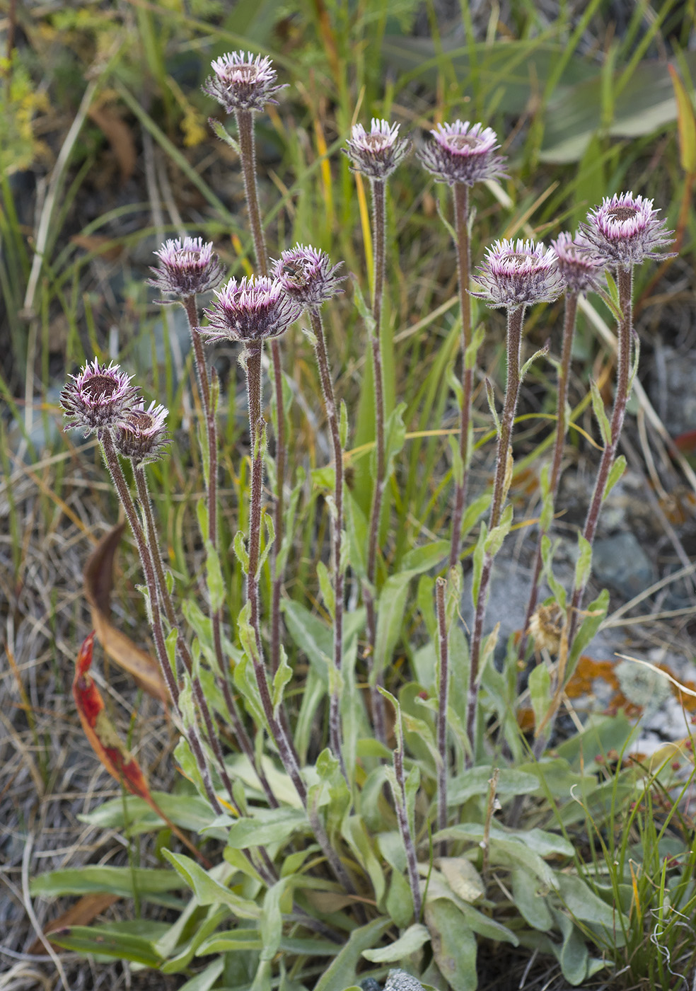 Image of Erigeron eriocalyx specimen.