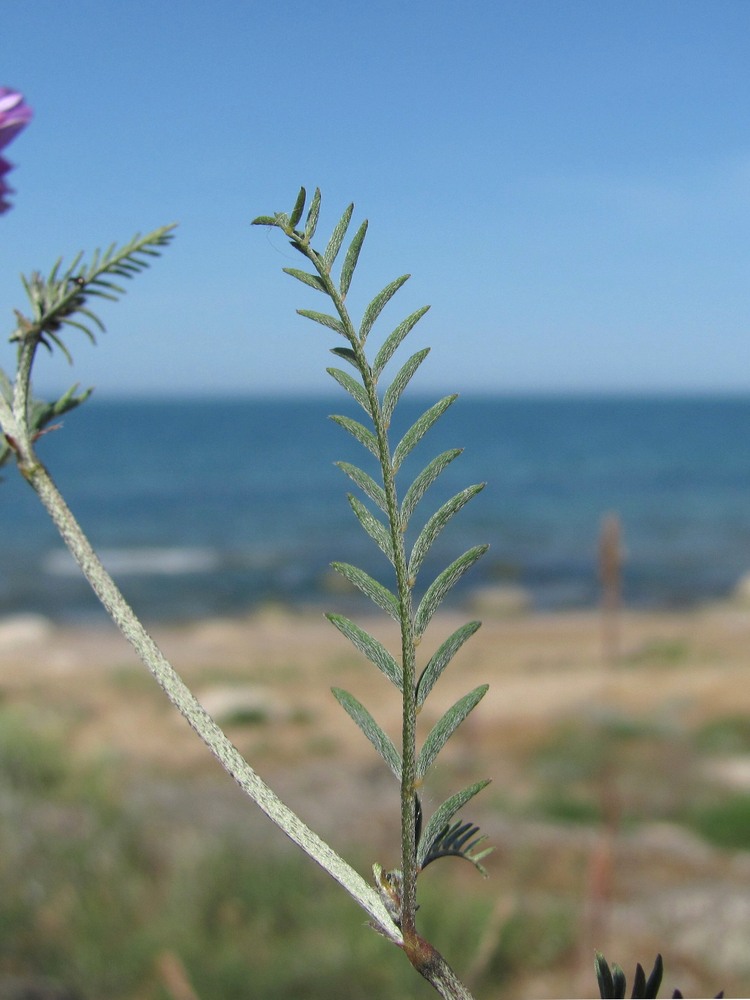 Image of genus Astragalus specimen.