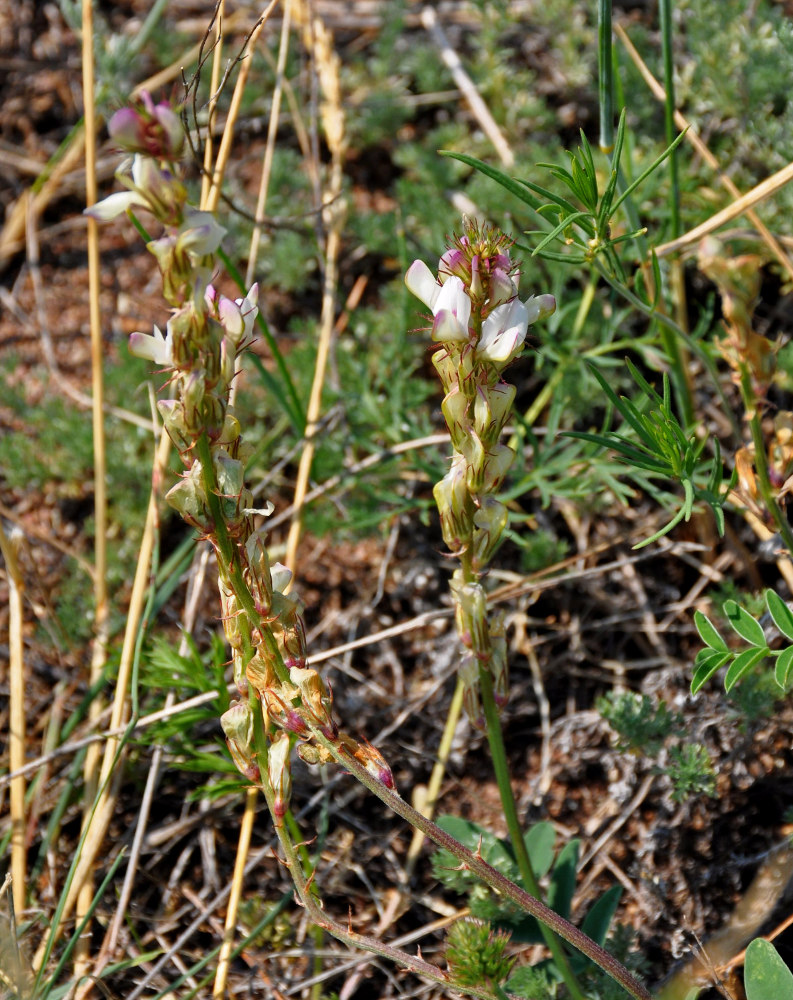 Image of Hedysarum gmelinii specimen.