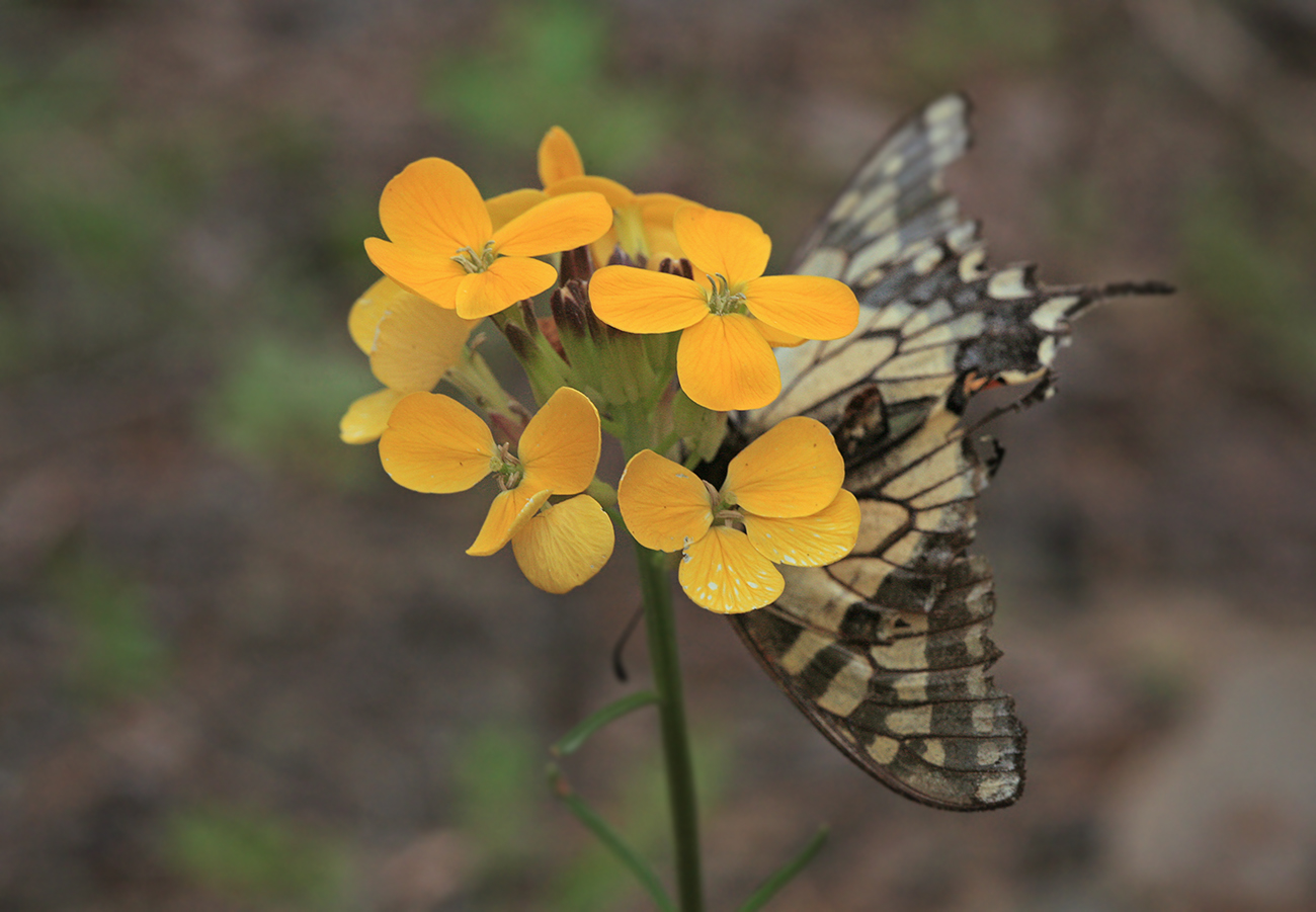 Изображение особи Erysimum amurense.