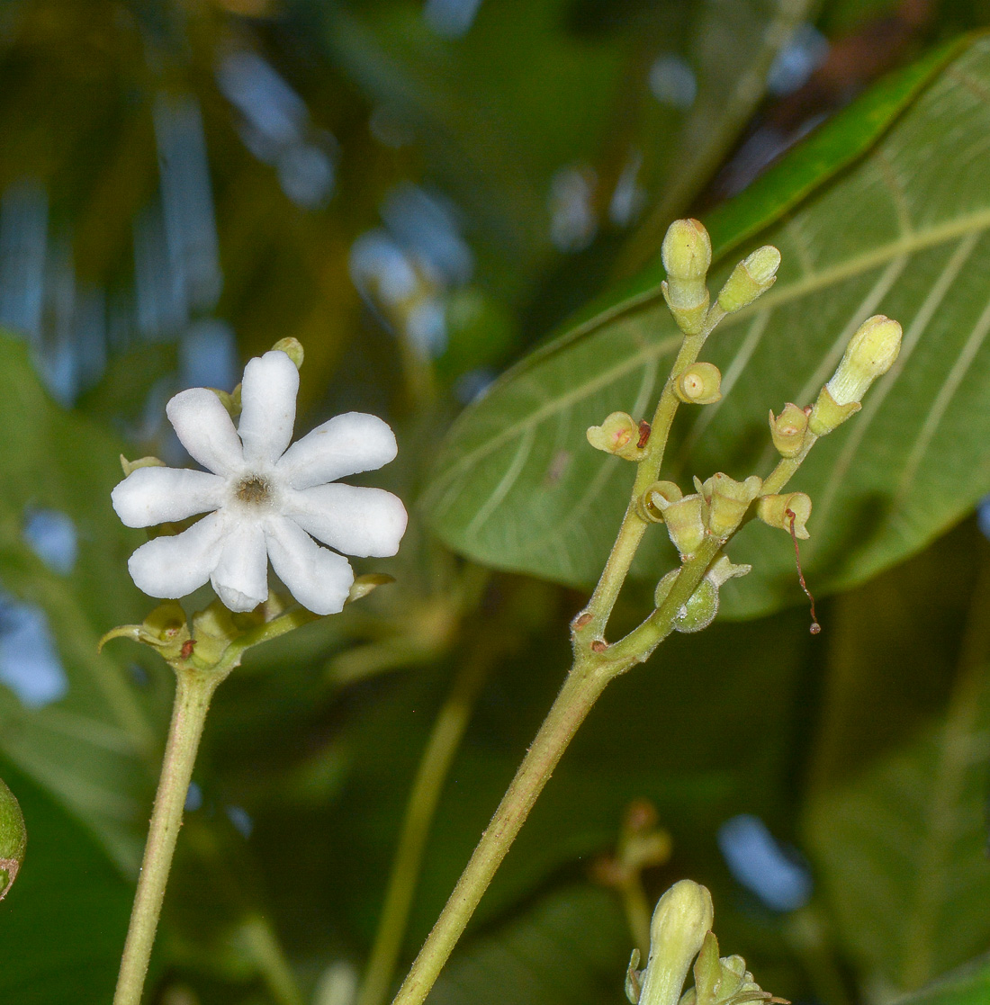 Изображение особи Guettarda speciosa.