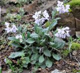 Arabis purpurea