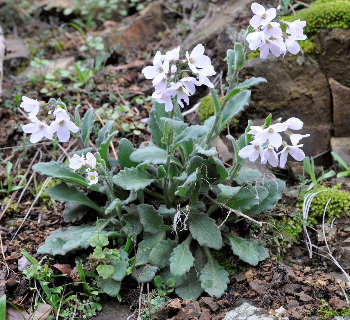 Image of Arabis purpurea specimen.