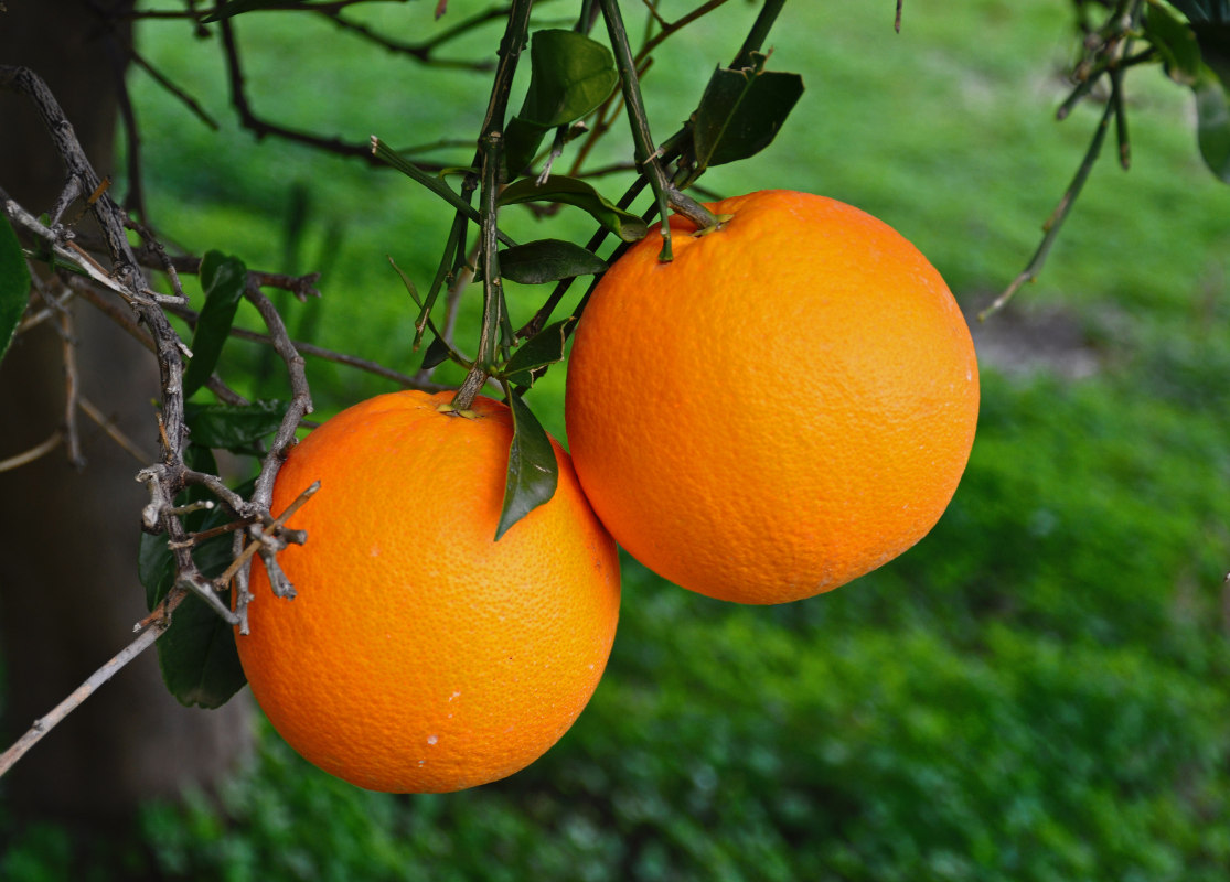 Image of Citrus sinensis specimen.