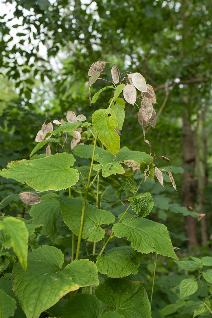 Изображение особи Lunaria rediviva.