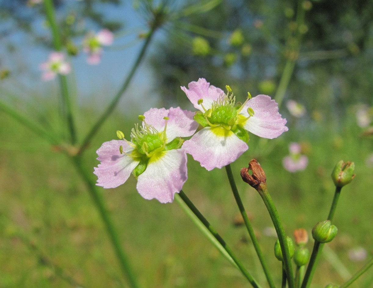 Image of Alisma plantago-aquatica specimen.
