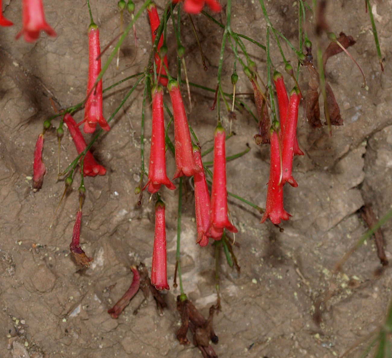 Image of Russelia equisetiformis specimen.