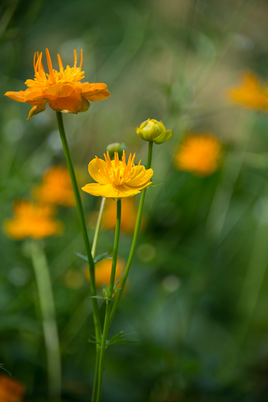 Изображение особи Trollius chinensis.