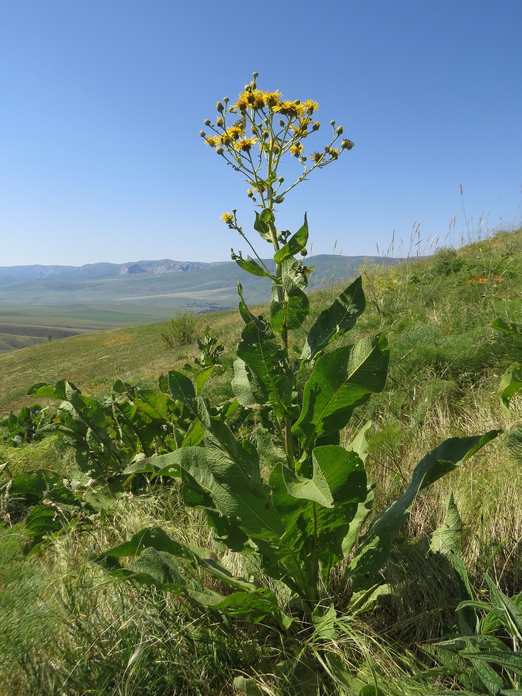 Изображение особи Inula macrophylla.