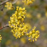 Cornus mas