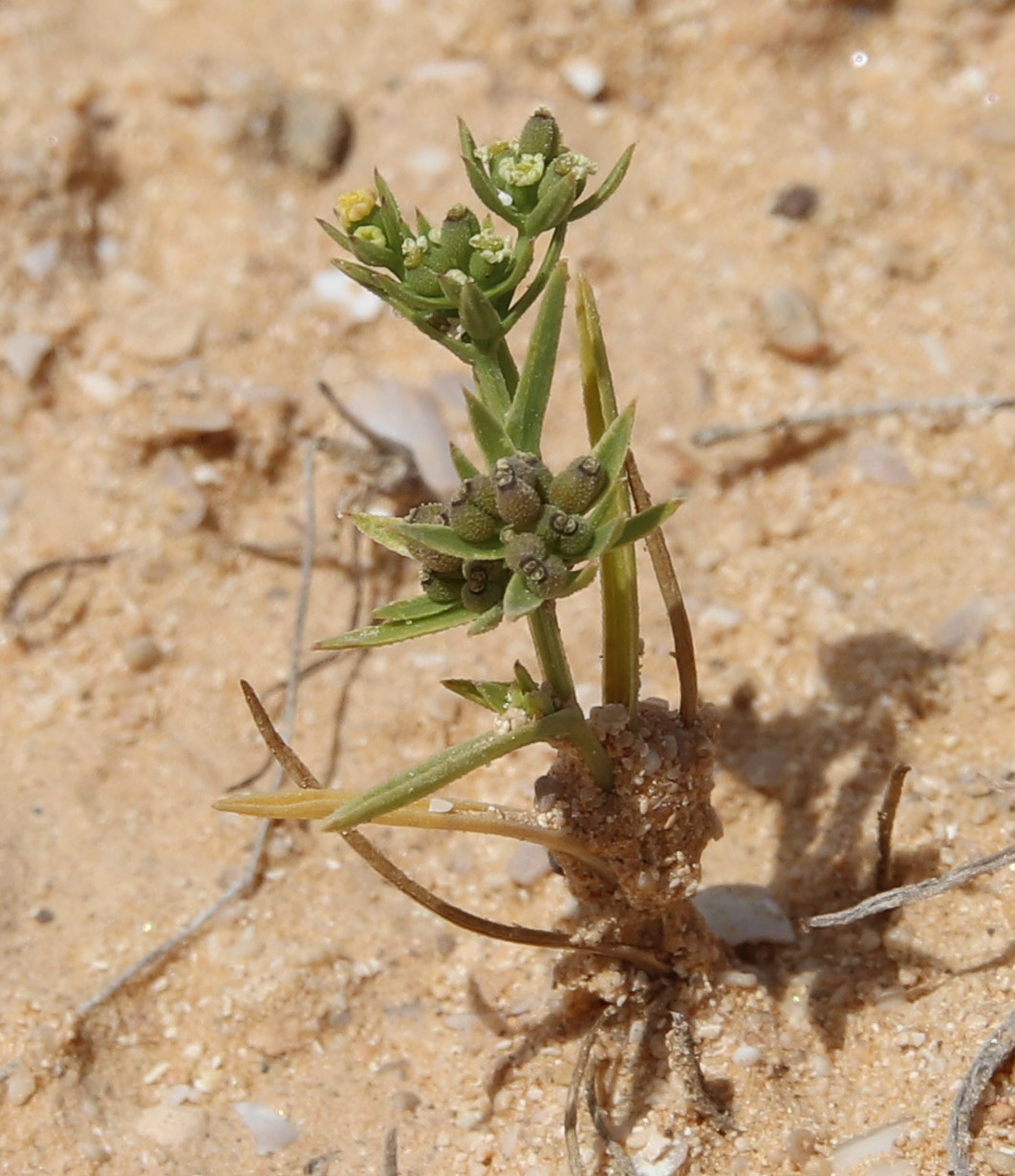 Image of Bupleurum semicompositum specimen.