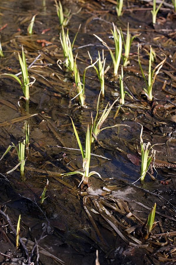 Изображение особи Scirpus sylvaticus.