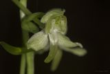 Platanthera chlorantha