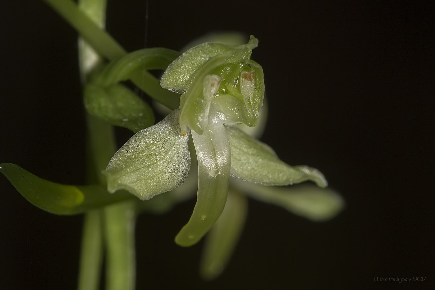 Image of Platanthera chlorantha specimen.