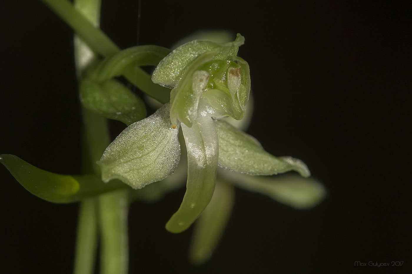 Изображение особи Platanthera chlorantha.