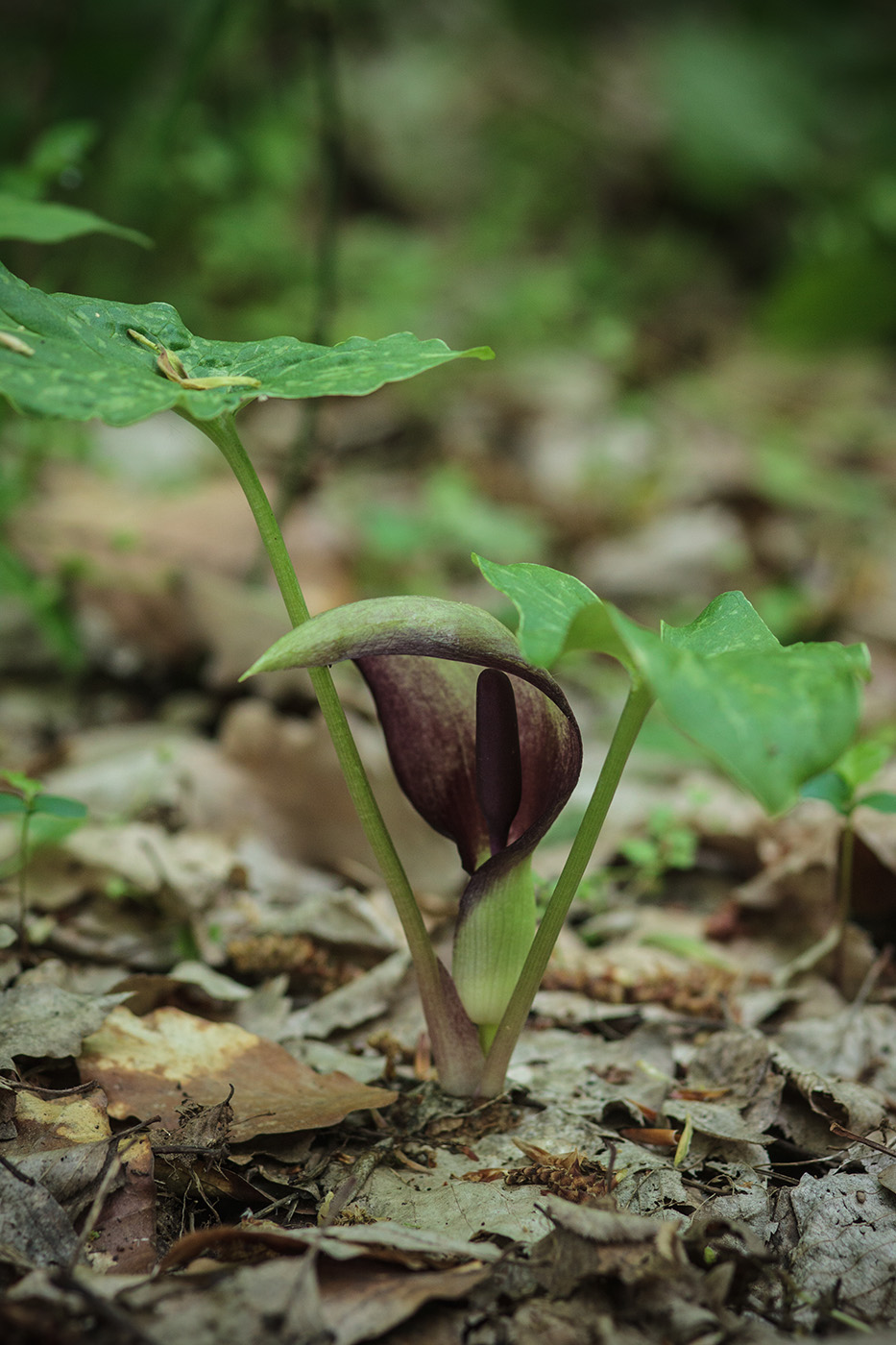 Изображение особи Arum orientale.