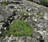 Gypsophila tenuifolia