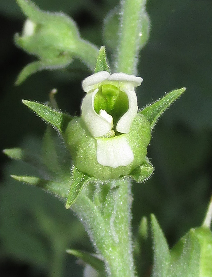 Изображение особи Scrophularia altaica.