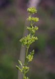 Silene borysthenica